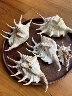 【奄美大島】魔除けスイジガイ５個セット