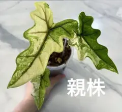 2026年最新】alocasia jacklynの人気アイテム - メルカリ