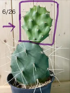 opuntia cymochila DJF 889.15 サボテン オプンチア - メルカリ