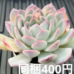 スイレン×アイスグリーン　大きめ同梱400円　単品購入不可m(._.)m多肉エケ