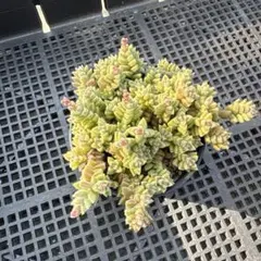 多肉植物　エルネスティのサムネイル