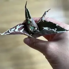 シーザー　❷のサムネイル