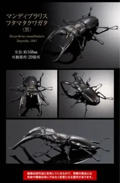 いきもの大図鑑アドバンス マンディブラリスフタマタクワガタ