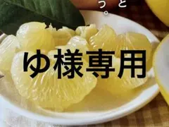 ゆ様専用　土佐文旦B品中玉　10キロ