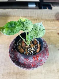 キンジョウ様 リクエスト 2点 まとめ商品