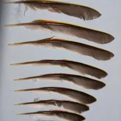 鳥の羽根 ⭐️ソウシチョウ 羽根 標本