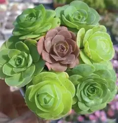 新入荷　グリーノビア　7苗セット　名前なし　アエオニウム