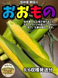 ②信州産 とうもろこし おおもの【10本】のサムネイル