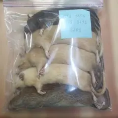 冷凍ラット50g〜60g 20匹セット！ - メルカリ