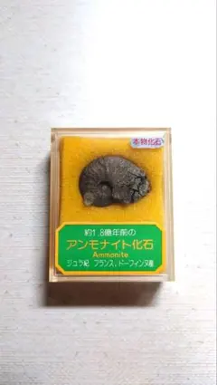 アンモナイト 白亜紀 約1億年前 マダガスカル - メルカリ