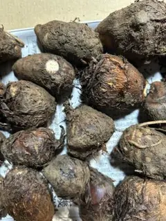 焼き肉定食様専用　八頭種芋　3kg