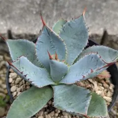 2025年最新】グアダラハラナの人気アイテム - メルカリ