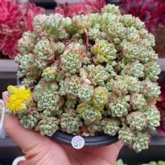 knick☆knacks様 リクエスト 2点 まとめ商品