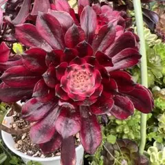 多肉植物。アエオニウム流星群法師錦抜き苗 多肉植物 アエオニウム 抜き苗 10苗 セット② 彩蝶 鳳凰法師錦｜Yahoo