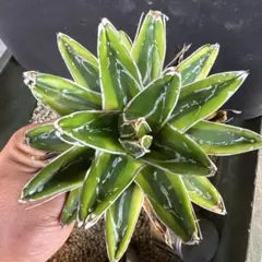 アガベ 笹の雪錦 「輝山」 大株｜美斑・多葉・完成株 笹の雪 コレクション大株 コレクション株】 大株 美株 アガベ 輝山 散り斑