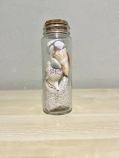 貝殻　星の砂