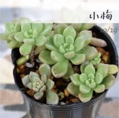 2025年最新】つぶつぶ屋の人気アイテム - メルカリ