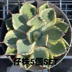 アガベ 　吉祥冠錦　大株　極美株　選抜株 大株アガベ 吉祥冠錦 黄覆輪 特美株 激レア高級多肉植物 狂強