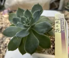 2025年最新】ミックスベリアの人気アイテム - メルカリ