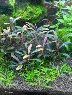 2025年最新】ブセファランドラ クダガンの人気アイテム - メルカリ