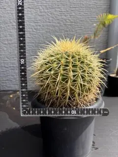 希少】狂刺金鯱パーマネントエキノカクタスサボテン抜き苗発送（ギムノ