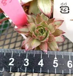 2026年最新】センペルビウム錦の人気アイテム - メルカリ