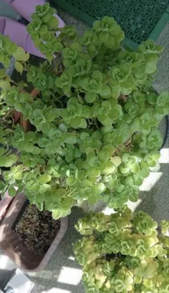 多肉植物 アロマティカス ⑤ 木立 根付き 抜き苗 | Mercari