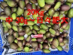 中 20Kg沖縄県産摘果マンゴー30g～日々肥大 (お漬物用) 中 20Kg沖縄県産摘果マンゴー30g～日々肥大 (お漬物用) - メルカリ