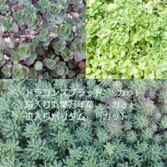 ★多肉植物★ ドラゴンズブラッド・斑入り丸葉万年草 斑入りパリダム カット苗