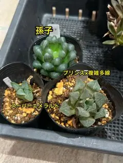 多肉植物 ハオルチア　孫子　スーパーエメラルド　プリンス×複雑多線