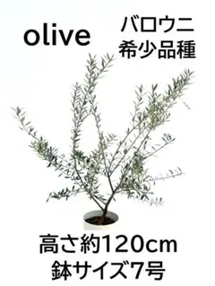 HGW8A23 希少品種 オリーブ 苗木 【バロウニ】 鉢植え発送 メルカリ便