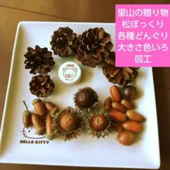 里山の贈り物　松ぼっくり　各種　どんぐり　大きさ色いろ　図工
