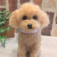 トイプードル♡アプリコット