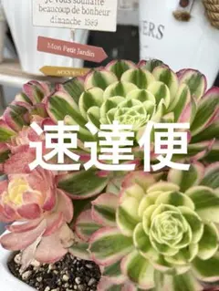 アエオニウム 甜茶錦 カット苗2苗 - メルカリ