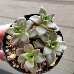 2026年最新】多肉 ブロンズ姫の人気アイテム - メルカリ