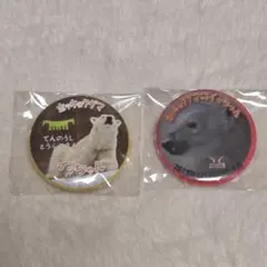 い*ら様 イッちゃん 缶バッジ 2点セット ホッキョクグマ 天王寺動物園のサムネイル