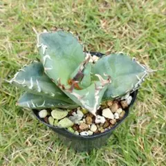 Ryo様 リクエスト 2点 まとめ商品