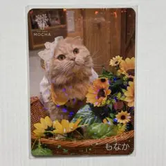 【猫カフェMOCHA 】モカラウンジ新宿店 2025年 春 Spring トレカ 猫カフェMOCHA 】モカラウンジ新宿店 2025年 春 Spring トレカ