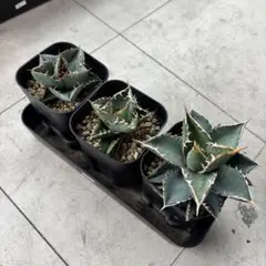 アガベ　塊根　5株まとめ売り アガベ 塊根 5株まとめ売り