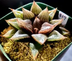 819 エメリア 実生多肉植物 ハオルチア アロエ - メルカリ