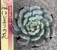 お得な10苗セット！おらいさん・cozさん・韓国苗　札付き・メルカリ便発送！ 2025年最新】おらいさんの人気アイテム - メルカリ