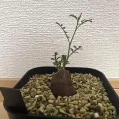 オペルクリカリア ヒファエノイデス 挿し木 - メルカリ