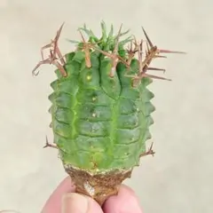 ミズタニ様 リクエスト 2点 まとめ商品