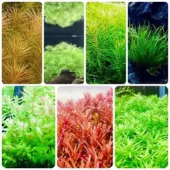 1点限り】無農薬 人気水草10種セット トリミング品 赤系水草多数