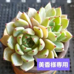 美香様 リクエスト 6点 まとめ商品