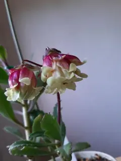 くんちゃん様 リクエスト 3点 まとめ商品