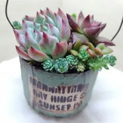 2025年最新】チワワエンシスの人気アイテム - メルカリ