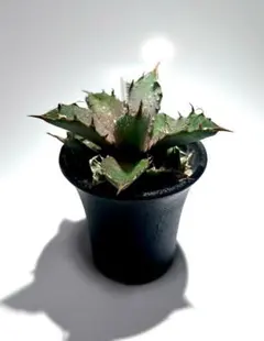 アガベ ホリダ Agave horridaのサムネイル