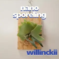 ビカクシダ willinckii nano ウィリンキー ドワーフ 板付 N-9 - メルカリ