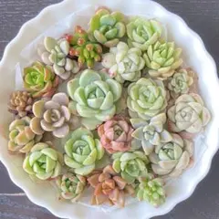 多肉植物/多肉弁当/カット苗/抜き苗/寄せ植え等に【匿名配送】